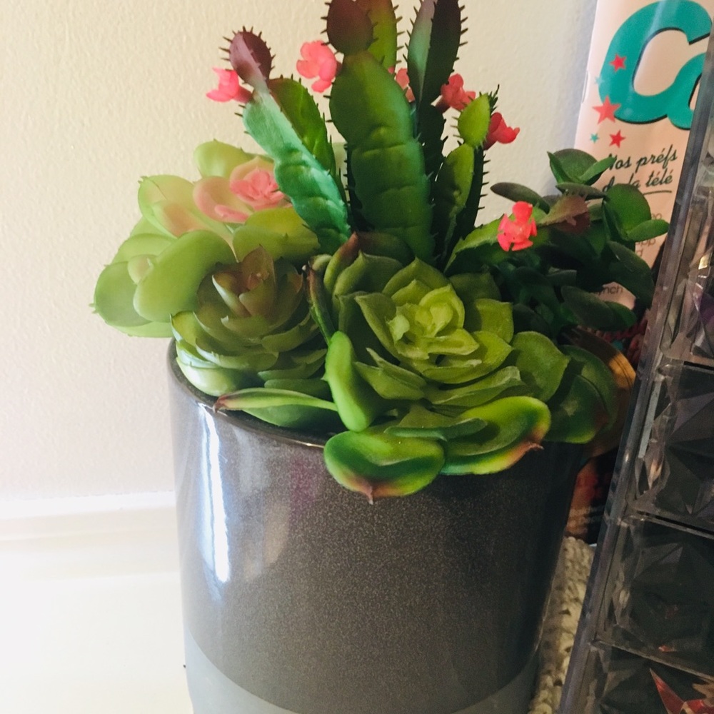 aesthetic plastic plant 🌷❤️